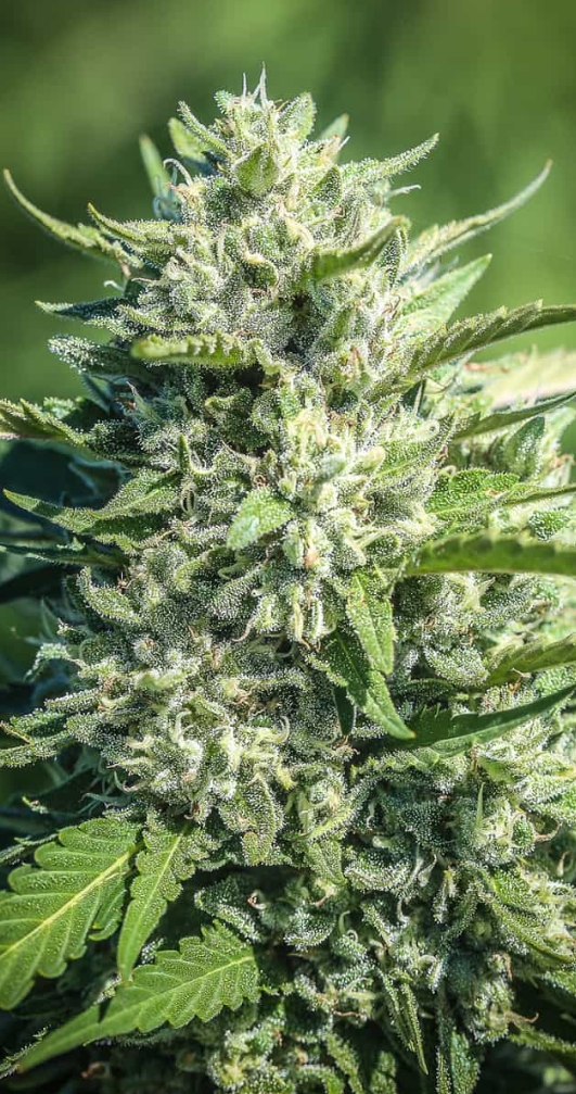 CBG Hemp Flower - White CBG - Oregon CBD Seeds 